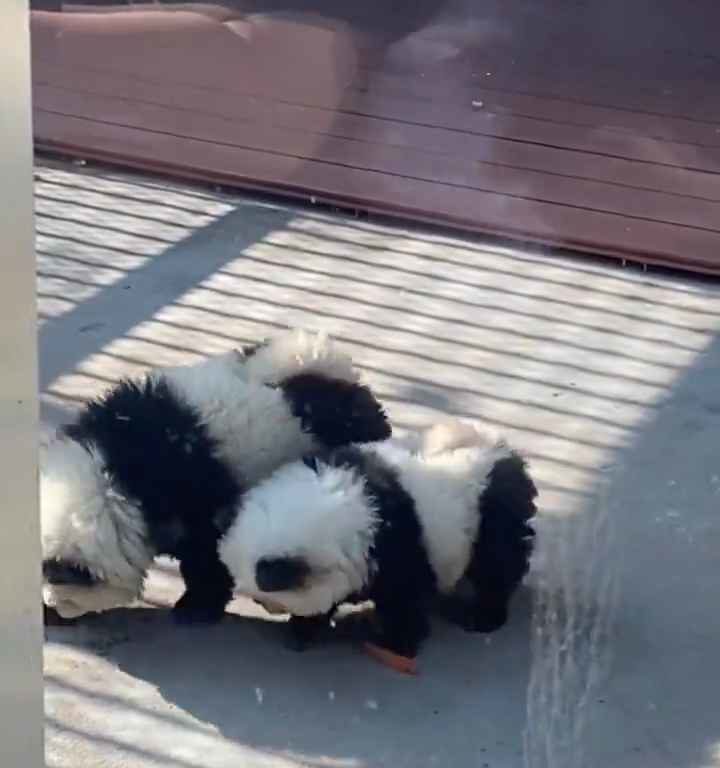 Als Pandas verkleidete Hunde in einem Zoo: Touristen empört