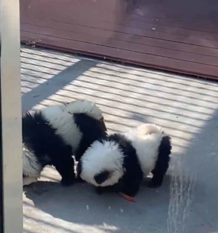 Cani travestiti da panda in uno zoo: turisti indignati