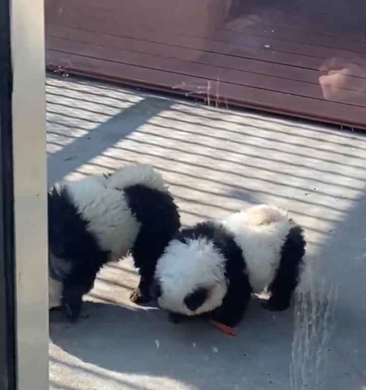 Chiens déguisés en pandas dans un zoo : les touristes indignés