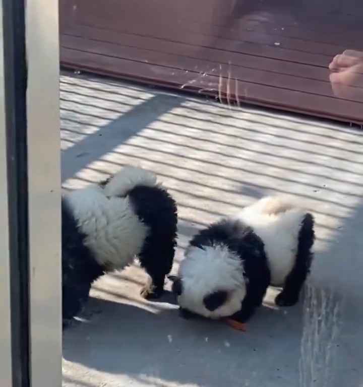 Als Pandas verkleidete Hunde in einem Zoo: Touristen empört