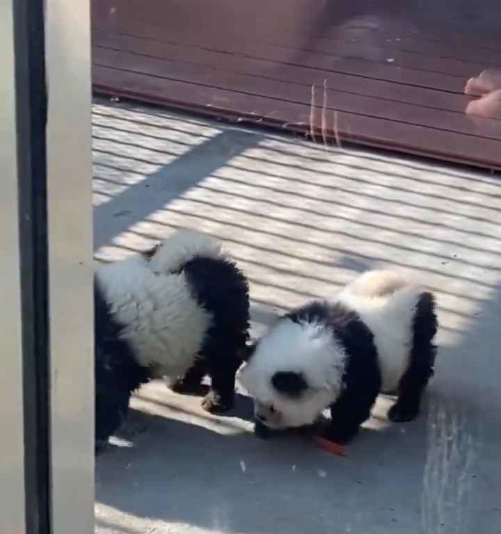 Cani travestiti da panda in uno zoo: turisti indignati