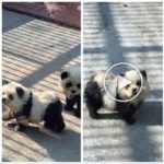 Perros disfrazados de pandas en un zoológico: turistas indignados