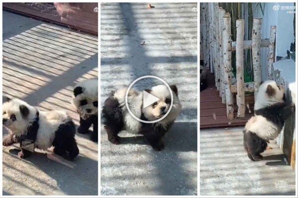 Perros disfrazados de pandas en un zoológico: turistas indignados