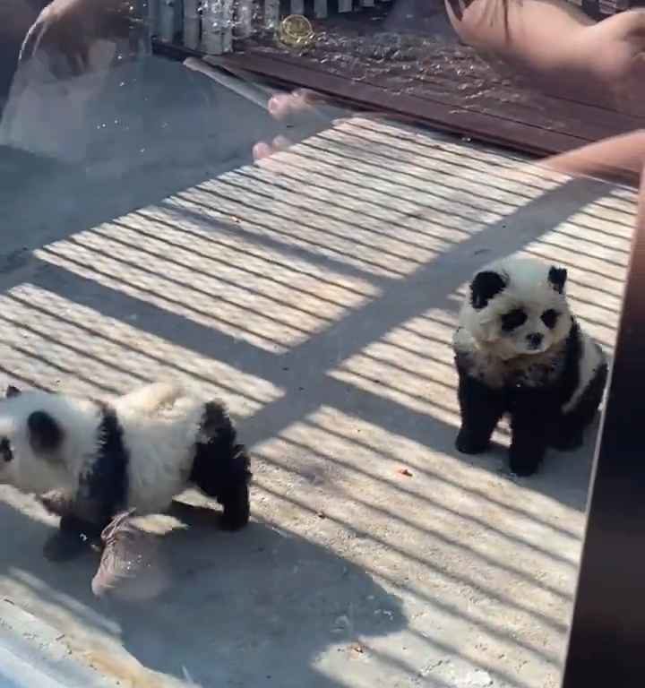 Als Pandas verkleidete Hunde in einem Zoo: Touristen empört