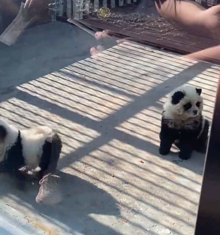 Cani travestiti da panda in uno zoo: turisti indignati