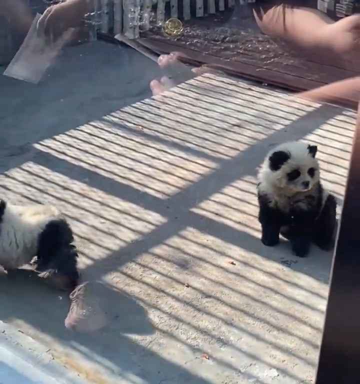 Chiens déguisés en pandas dans un zoo : les touristes indignés