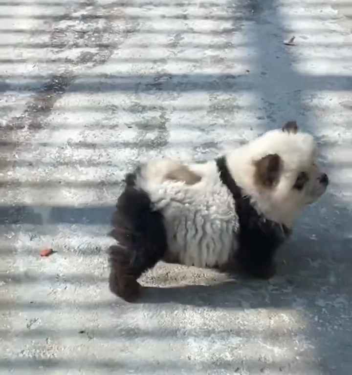 Als Pandas verkleidete Hunde in einem Zoo: Touristen empört