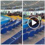 Delfín salta del tanque y se queda atrapado videos de rescate (1)