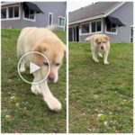 Enzo, el labrador con discapacidad cerebral que movió la web