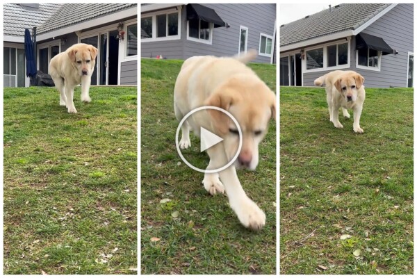 Enzo, der gehirnbehinderte Labrador, der das Internet bewegte