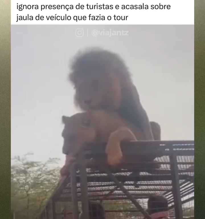 Los leones se aparean en el techo de un coche durante los safaris y avergüenzan a los turistas