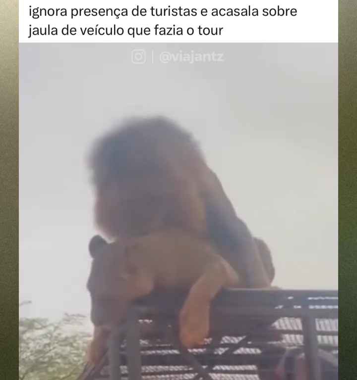 Los leones se aparean en el techo de un coche durante los safaris y avergüenzan a los turistas