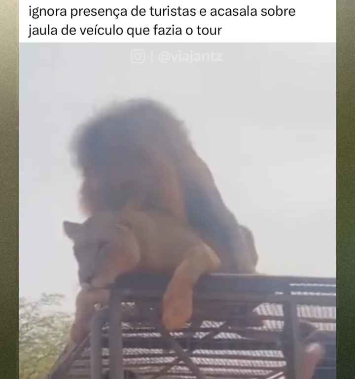 Los leones se aparean en el techo de un coche durante los safaris y avergüenzan a los turistas