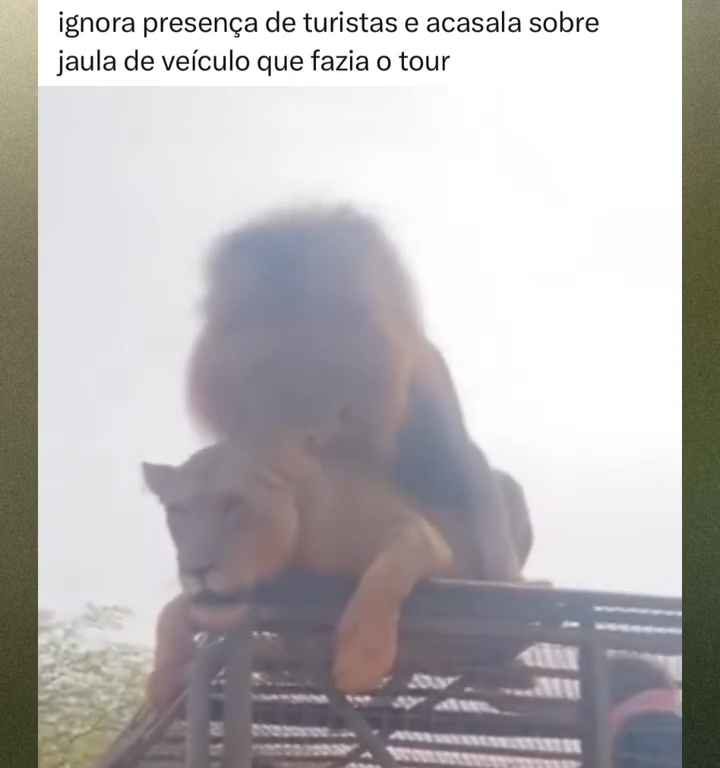 Los leones se aparean en el techo de un coche durante los safaris y avergüenzan a los turistas