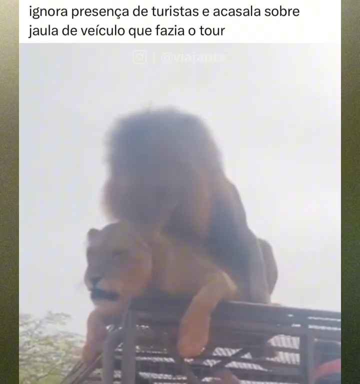 Leoni si accoppiano sul tetto di un'auto durante safari turisti in imbarazzo