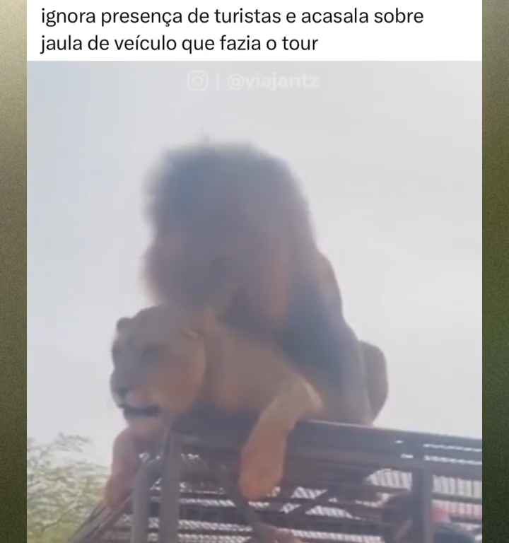 Los leones se aparean en el techo de un coche durante los safaris y avergüenzan a los turistas