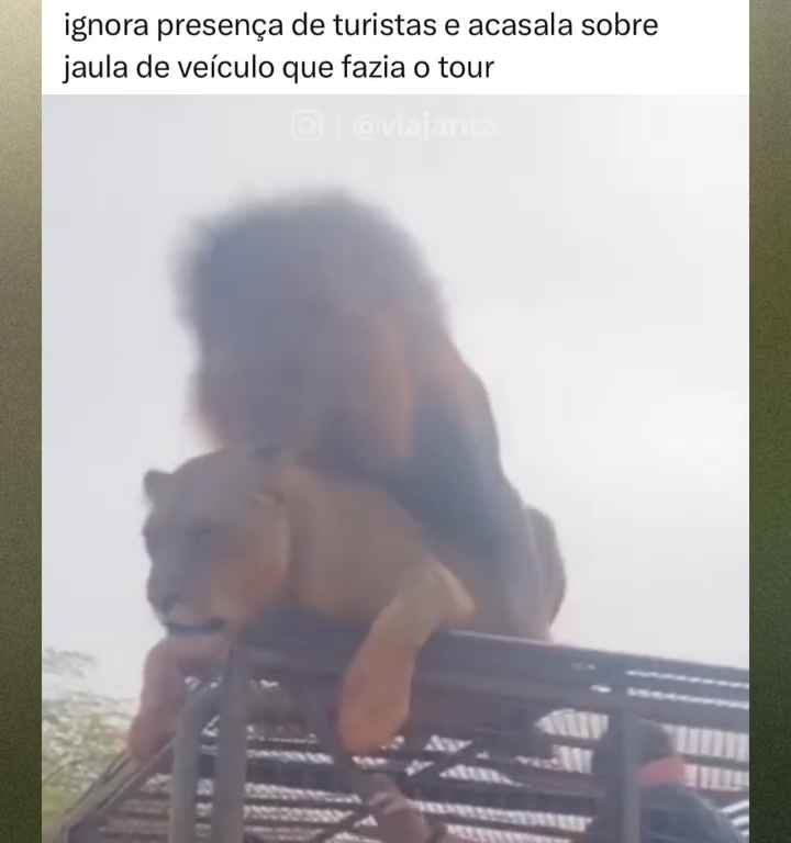 Leoni si accoppiano sul tetto di un'auto durante safari turisti in imbarazzo