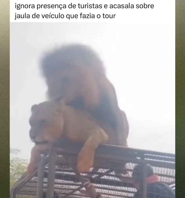 Los leones se aparean en el techo de un coche durante los safaris y avergüenzan a los turistas