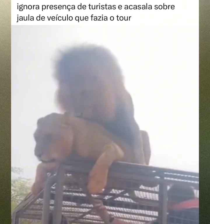 Los leones se aparean en el techo de un coche durante los safaris y avergüenzan a los turistas