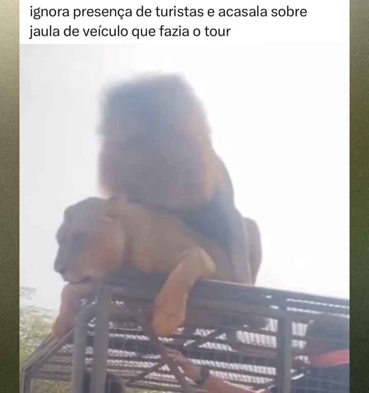 Los leones se aparean en el techo de un coche durante los safaris y avergüenzan a los turistas