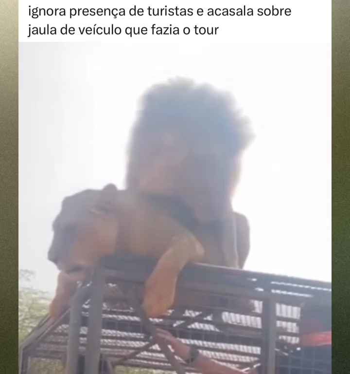 Los leones se aparean en el techo de un coche durante los safaris y avergüenzan a los turistas