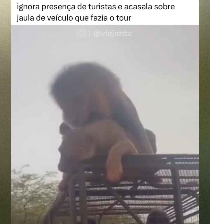 Los leones se aparean en el techo de un coche durante los safaris y avergüenzan a los turistas