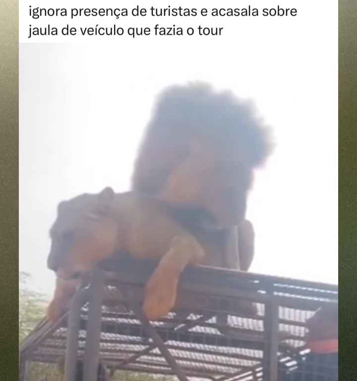 Los leones se aparean en el techo de un coche durante los safaris y avergüenzan a los turistas