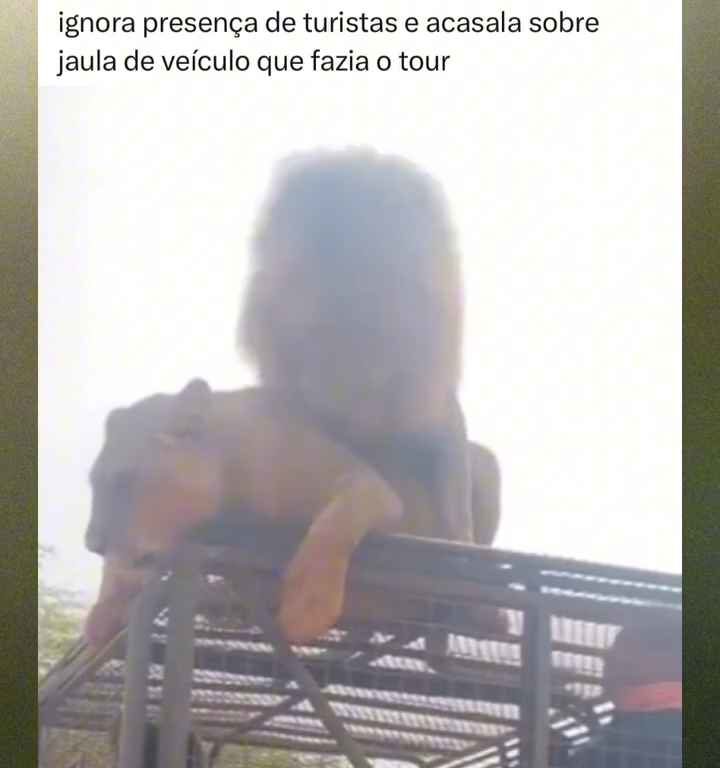 Los leones se aparean en el techo de un coche durante los safaris y avergüenzan a los turistas