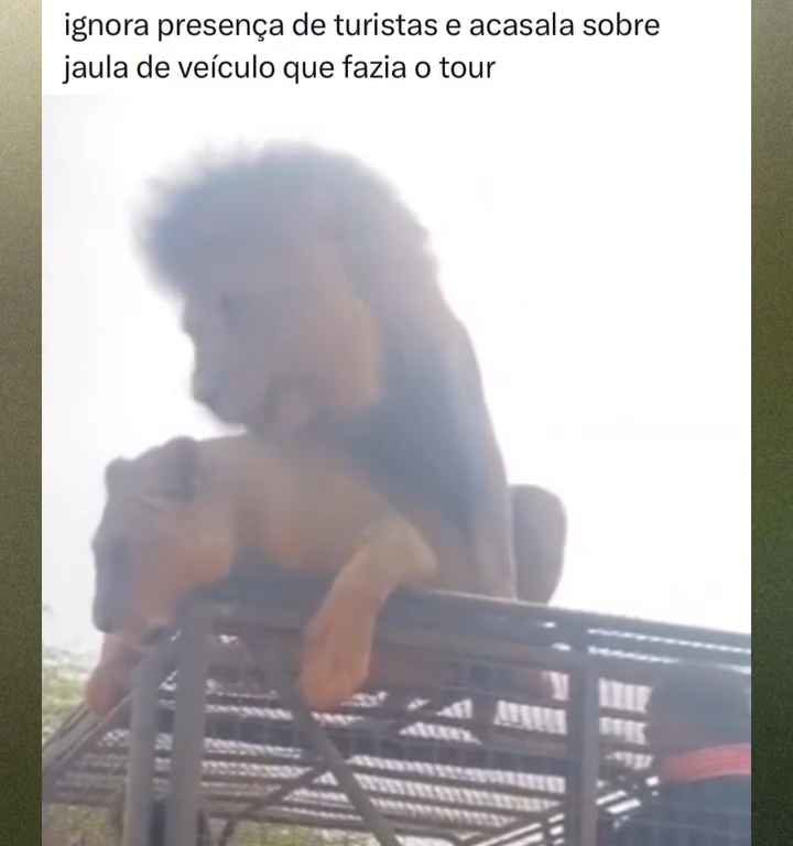 Los leones se aparean en el techo de un coche durante los safaris y avergüenzan a los turistas