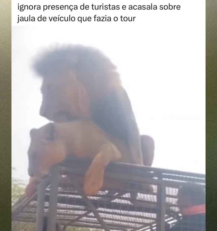 Los leones se aparean en el techo de un coche durante los safaris y avergüenzan a los turistas