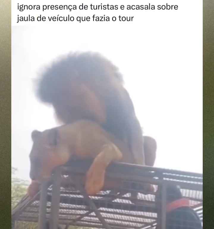 Los leones se aparean en el techo de un coche durante los safaris y avergüenzan a los turistas