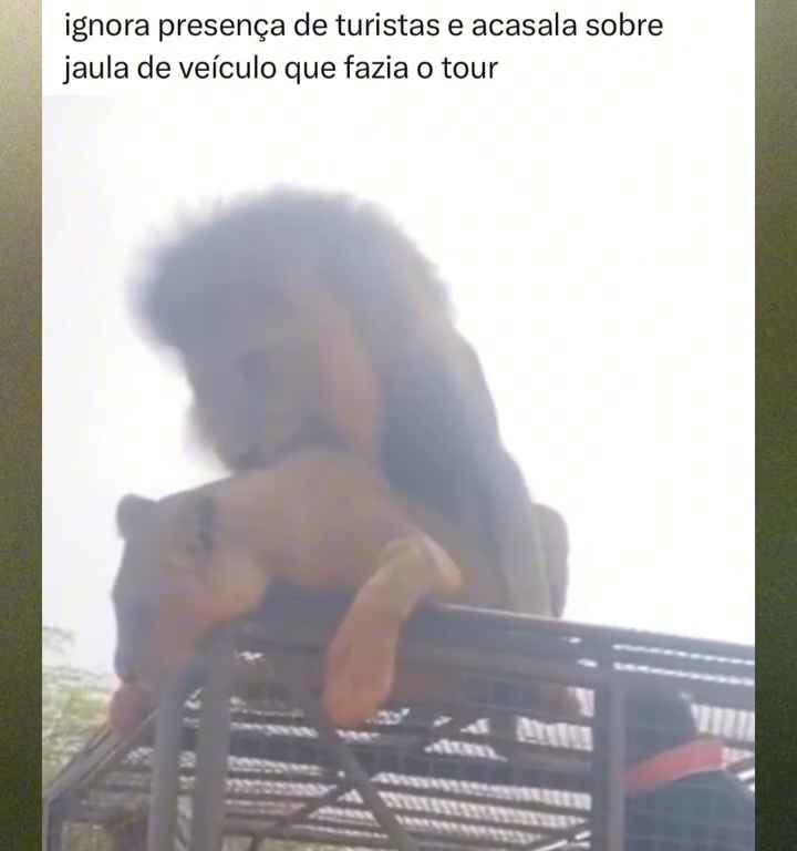 Los leones se aparean en el techo de un coche durante los safaris y avergüenzan a los turistas