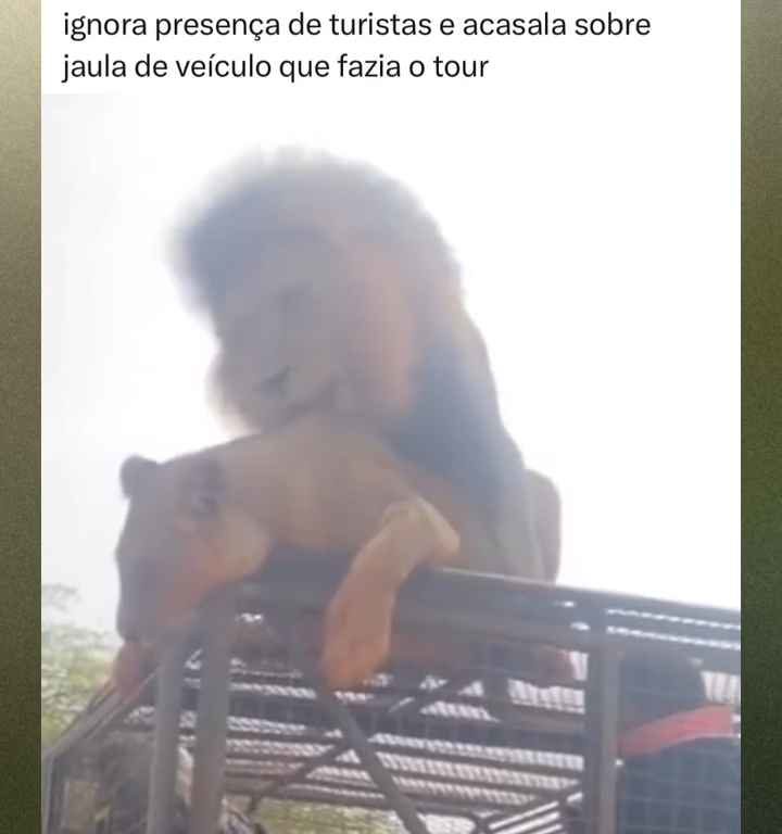 Los leones se aparean en el techo de un coche durante los safaris y avergüenzan a los turistas