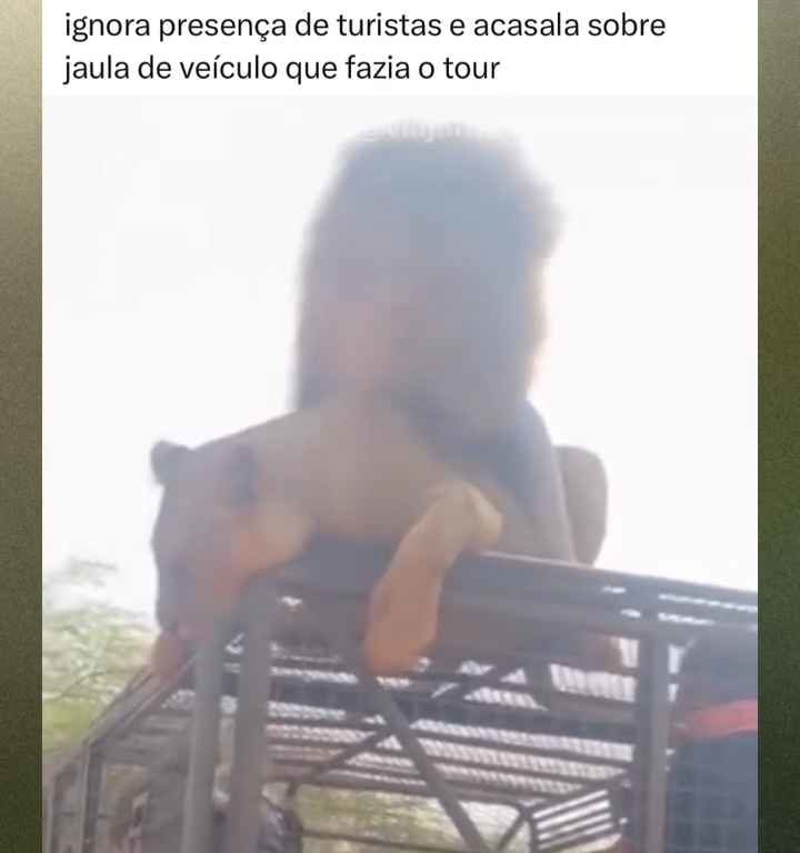 Los leones se aparean en el techo de un coche durante los safaris y avergüenzan a los turistas