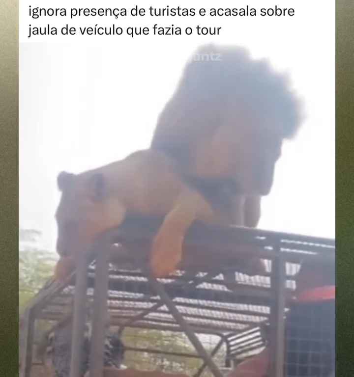 Los leones se aparean en el techo de un coche durante los safaris y avergüenzan a los turistas