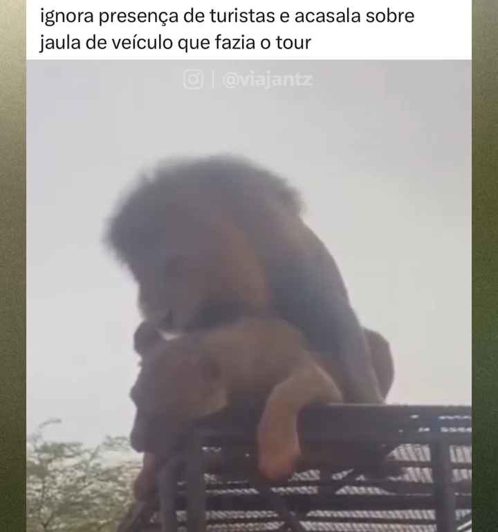 Leoni si accoppiano sul tetto di un'auto durante safari turisti in imbarazzo