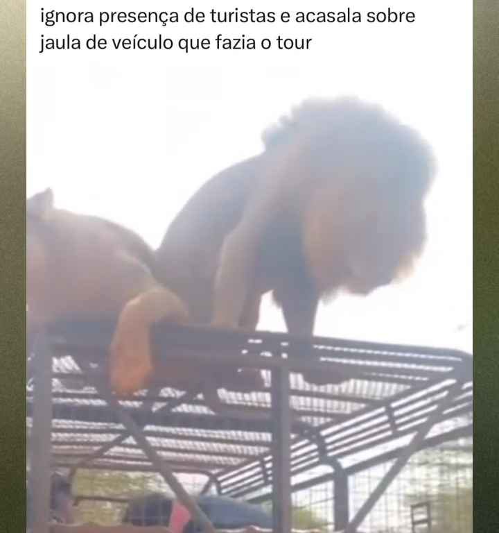 Los leones se aparean en el techo de un coche durante los safaris y avergüenzan a los turistas