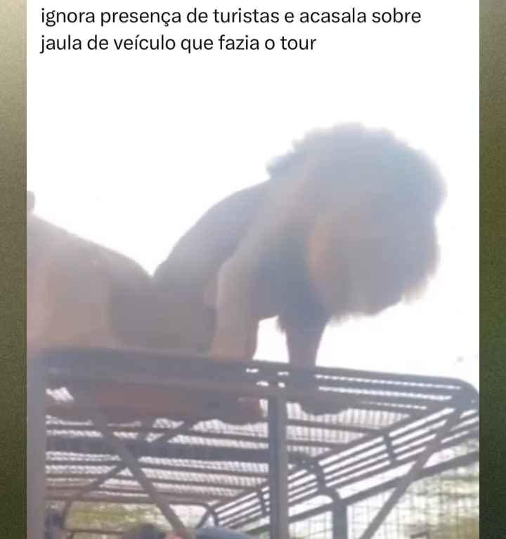 Los leones se aparean en el techo de un coche durante los safaris y avergüenzan a los turistas