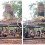 Los leones se aparean en el techo de un coche durante los safaris y avergüenzan a los turistas