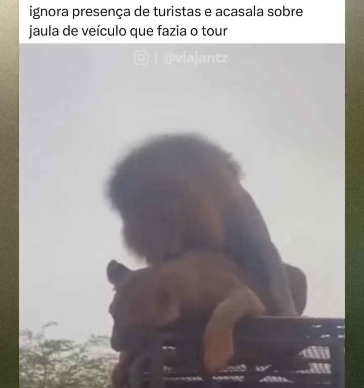 Leoni si accoppiano sul tetto di un'auto durante safari turisti in imbarazzo