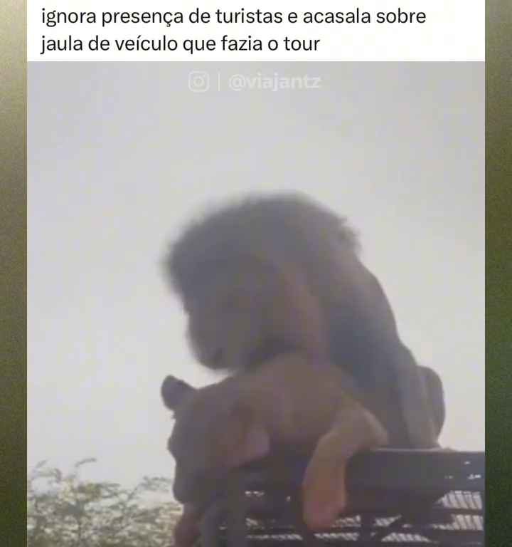 Los leones se aparean en el techo de un coche durante los safaris y avergüenzan a los turistas