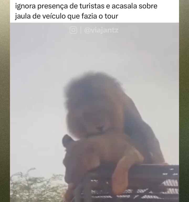 Leoni si accoppiano sul tetto di un'auto durante safari turisti in imbarazzo