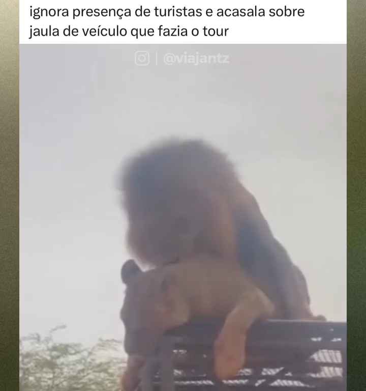 Leoni si accoppiano sul tetto di un'auto durante safari turisti in imbarazzo