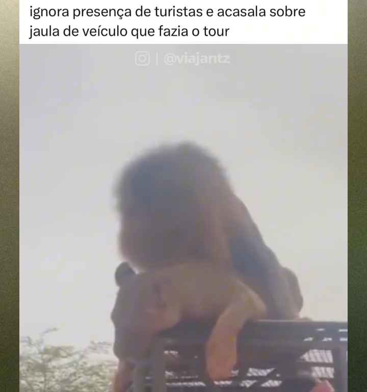 Los leones se aparean en el techo de un coche durante los safaris y avergüenzan a los turistas