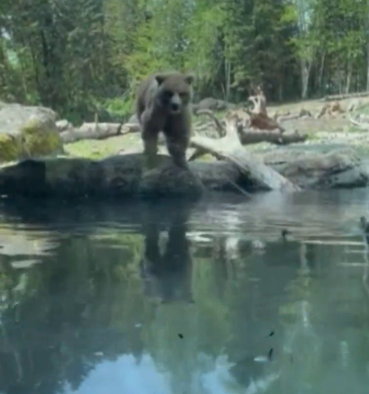 Bär im Zoo verschlingt Entenkükenfamilie vor verängstigten Kindern