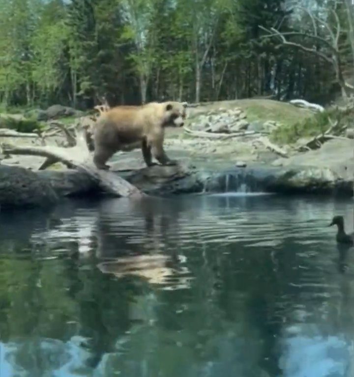 Bär im Zoo verschlingt Entenkükenfamilie vor verängstigten Kindern