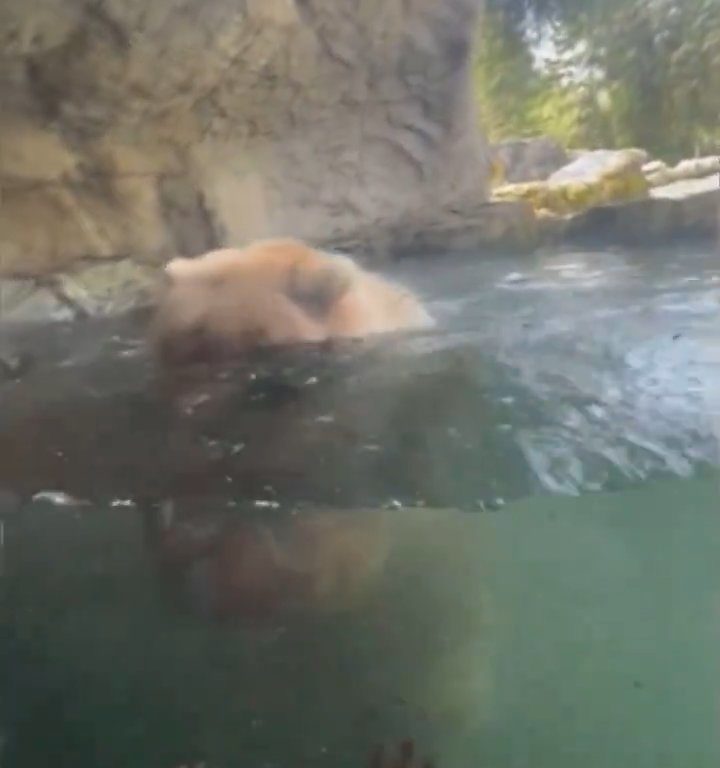 Un oso en el zoológico devora a una familia de patitos frente a niños aterrorizados