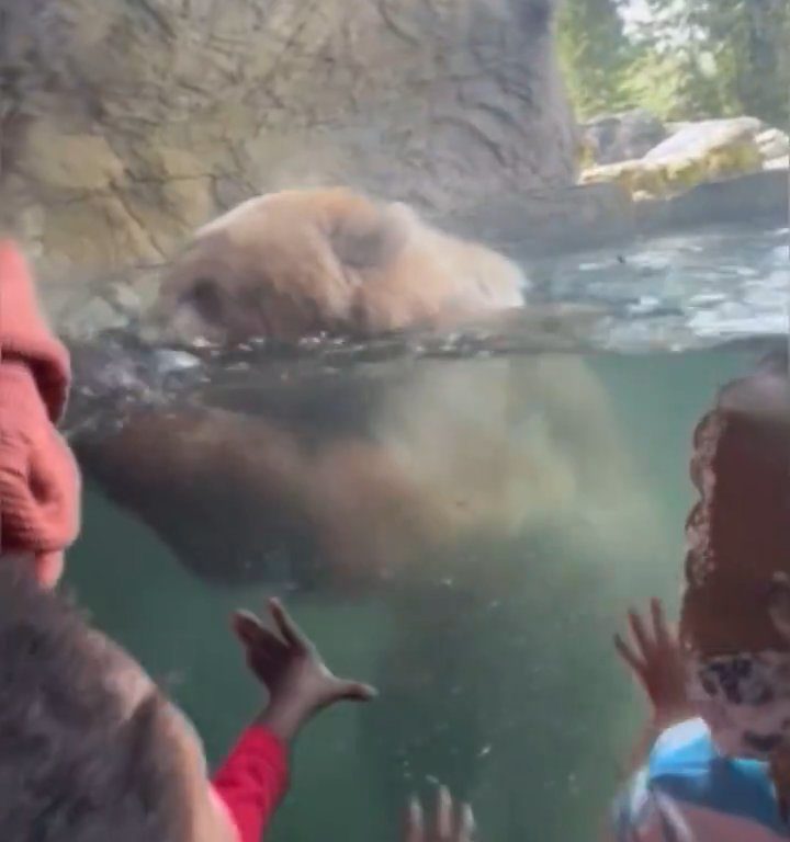 Un oso en el zoológico devora a una familia de patitos frente a niños aterrorizados