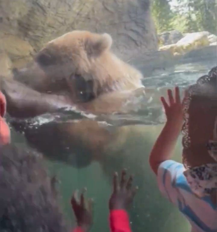 Bär im Zoo verschlingt Entenkükenfamilie vor verängstigten Kindern