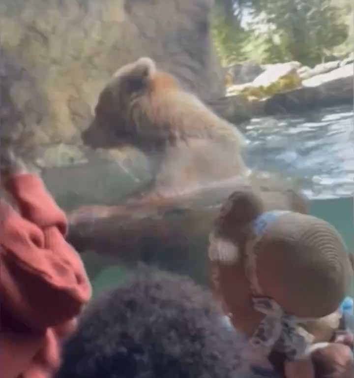 Un oso en el zoológico devora a una familia de patitos frente a niños aterrorizados